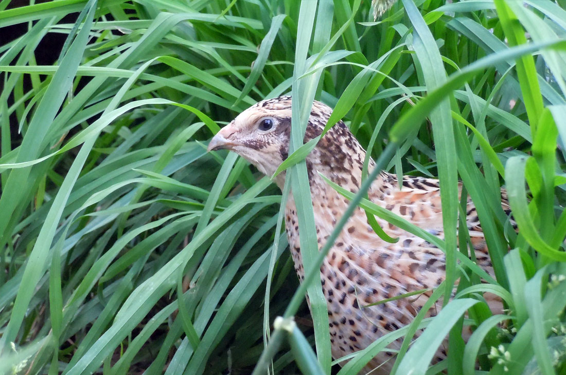 Codorniz entre la maleza